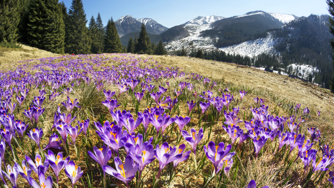 The Khokholovska Chocho?owska valley in the Tatras near Zakopane is famous for its crocus saffron flowers that bloom among the snows under the rocky alpine peaks