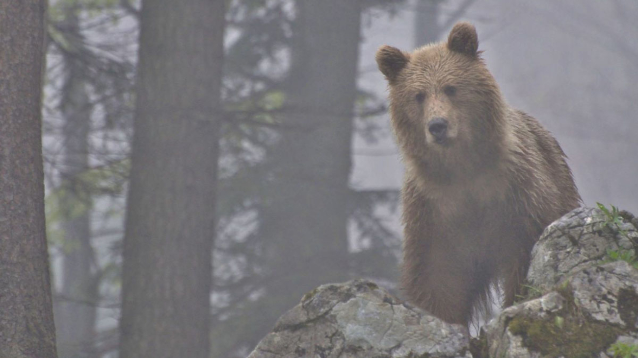 Medved v hmle