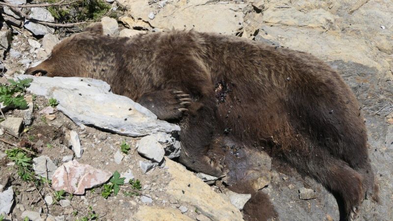 Uhynutá medvedica v Javorovej doline