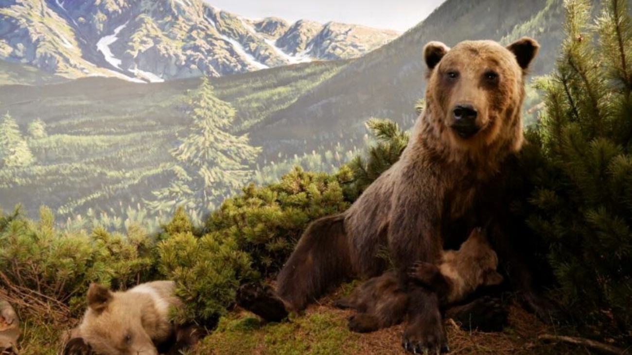 Nová dioráma v Múzeu TANAP-u