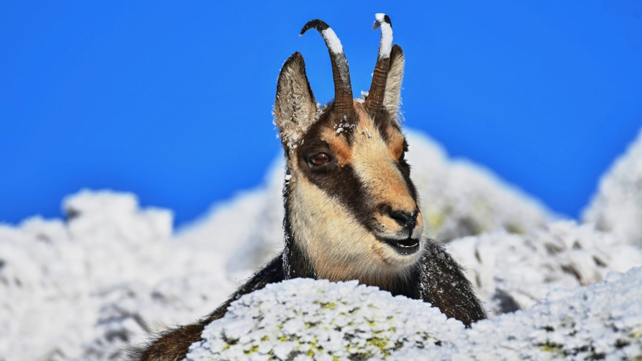 Jozef Antol fotografuje zvieratá v horách