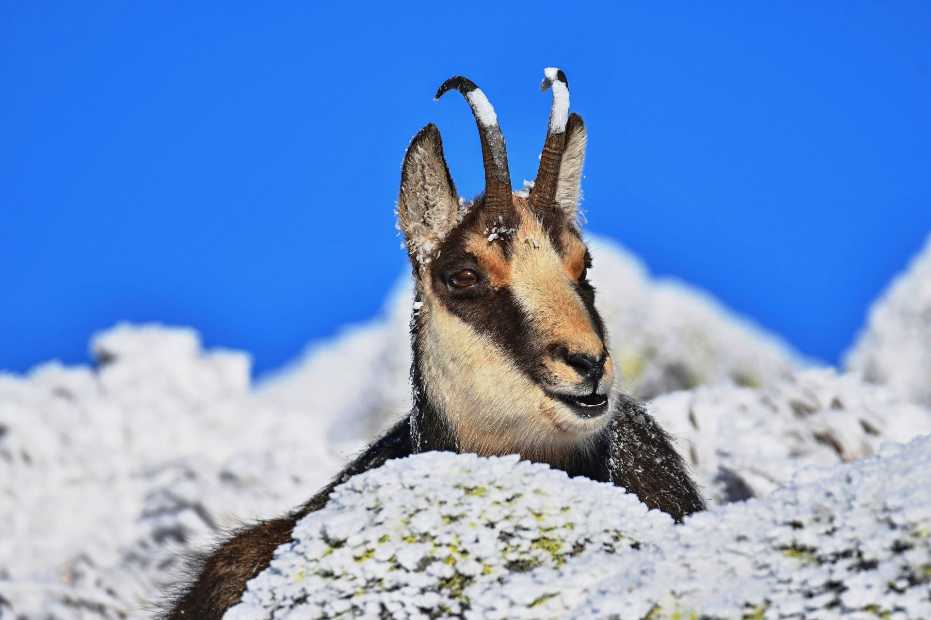 Jozef Antol fotografuje zvieratá v horách