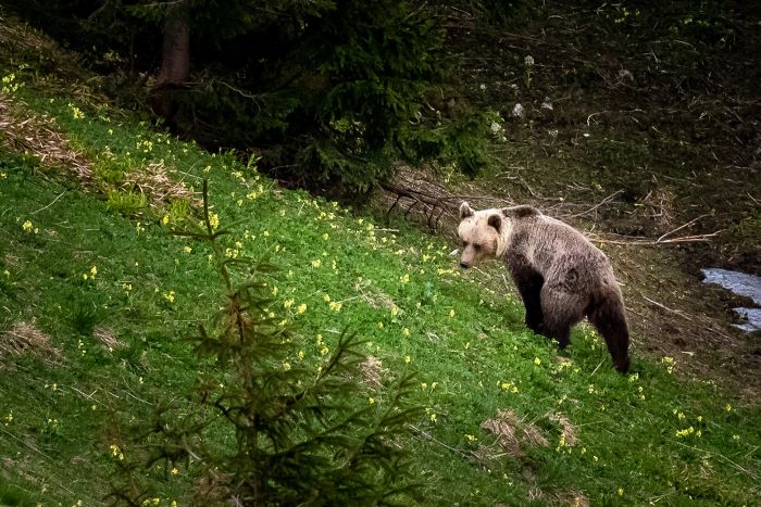 Medveď v poľských Tatrách