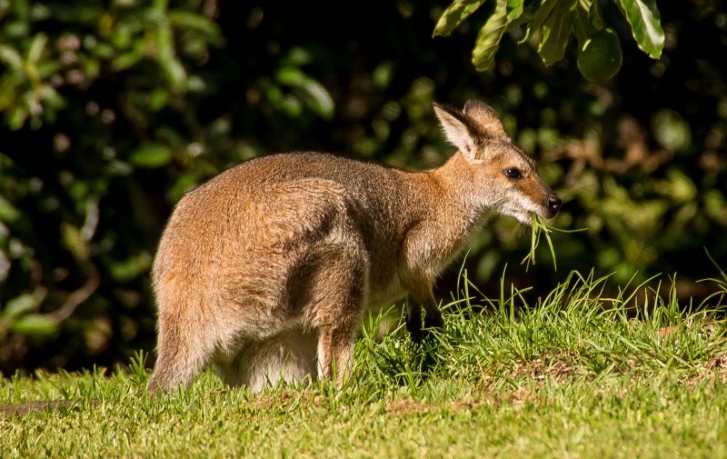 V podhorí Západných Tatier sa pohybuje kengura.