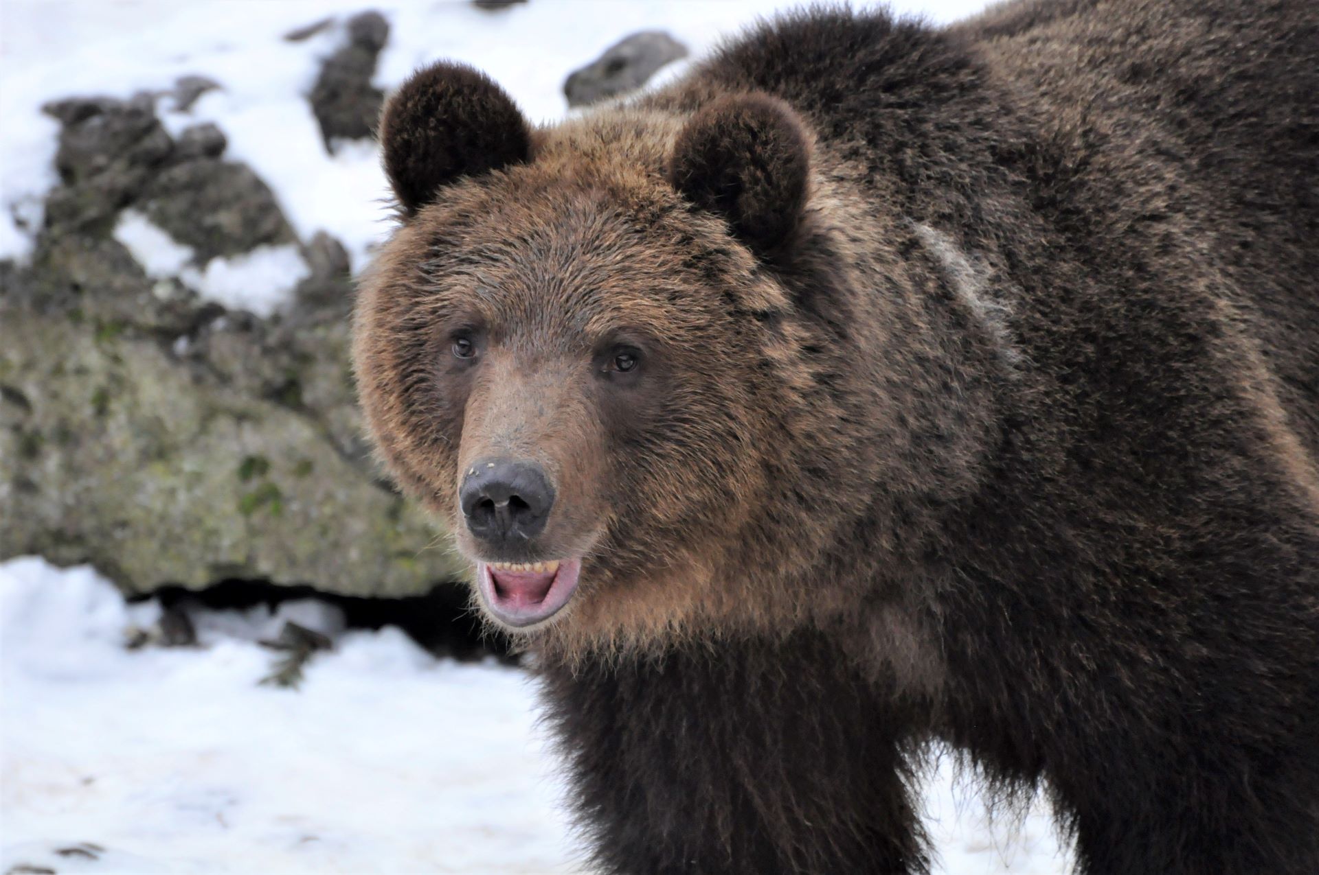 Medvede v Tatrách sa už prebúdzajú