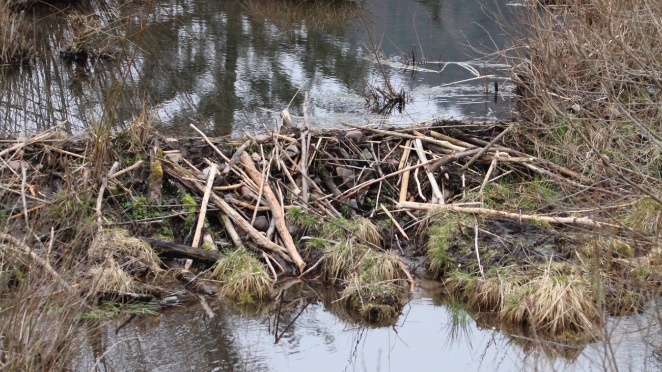 Obydlia si bobor vodný buduje aj v brehoch vodných tokov alebo nádrží