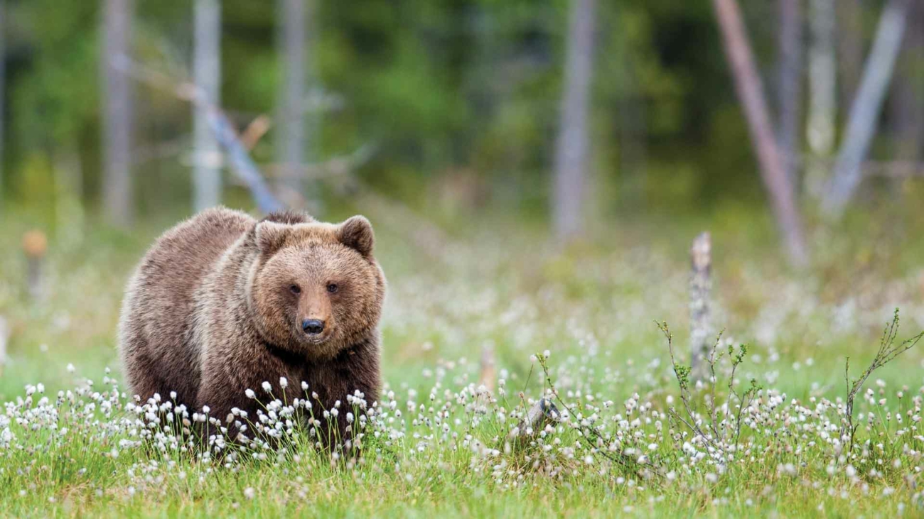 V slovenskej prírode žije okolo 900 až 1 000 medveďov
