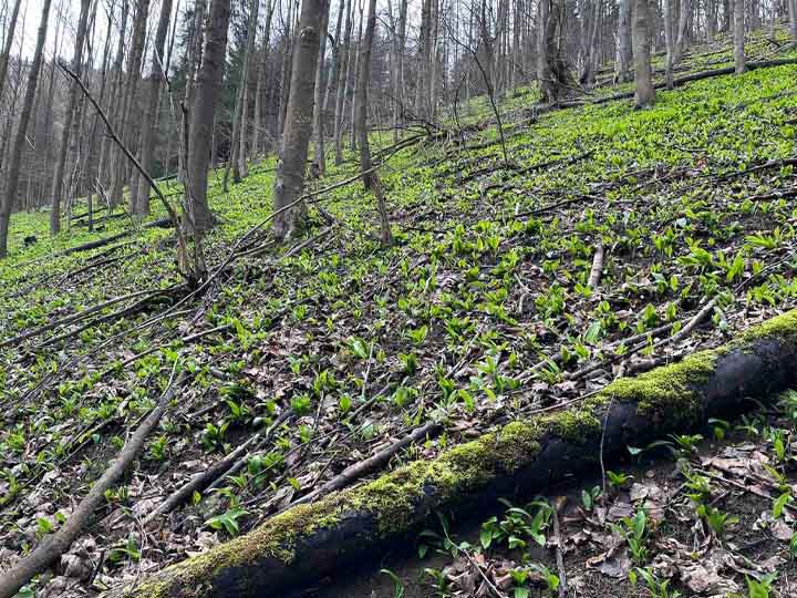 Sezóna medvedieho cesnaku o chvíľu začne. Pri jeho zbere však buďte opatrí. Foto: archív autora.