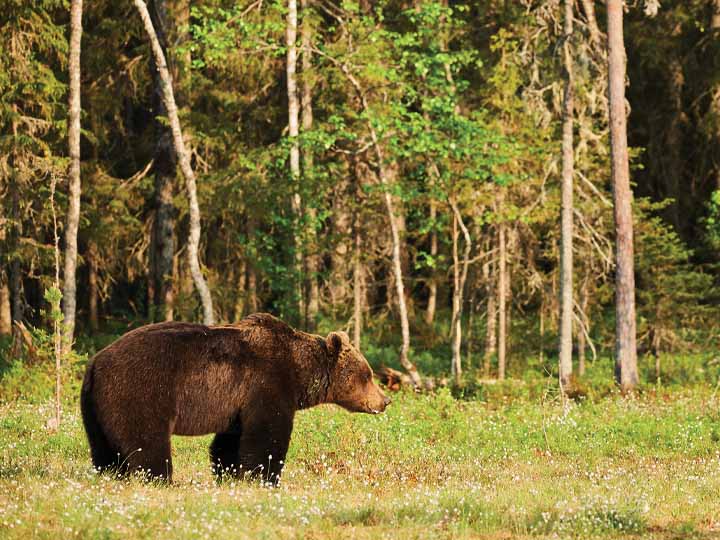 V slovenskej prírode žije okolo 900 až 1 000 medveďov. Foto: Depositphotos.