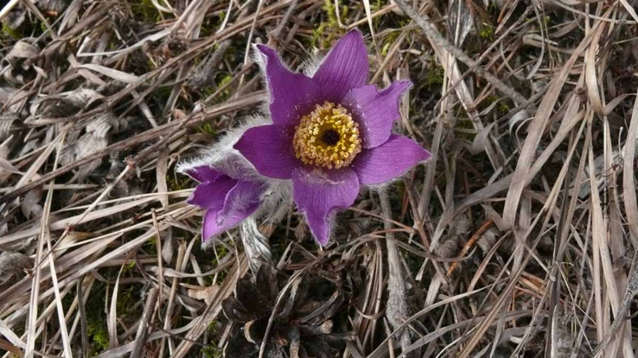 Poniklec kvitne v marci až máji, ojedinele v júni aj v septembri