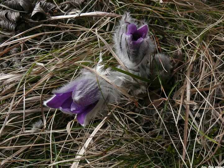 Poniklec je považovaný za posla jari. Foto: Správa TANAP-u, Peter Vravník.