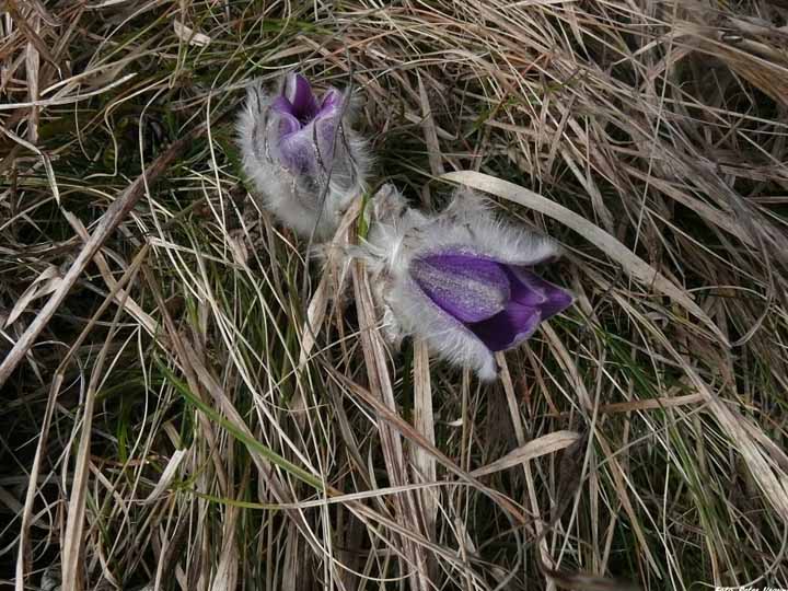 Poniklec kvitne v marci až máji, ojedinele v júni aj v septembri. Foto: Správa TANAP-u, Peter Vravník.