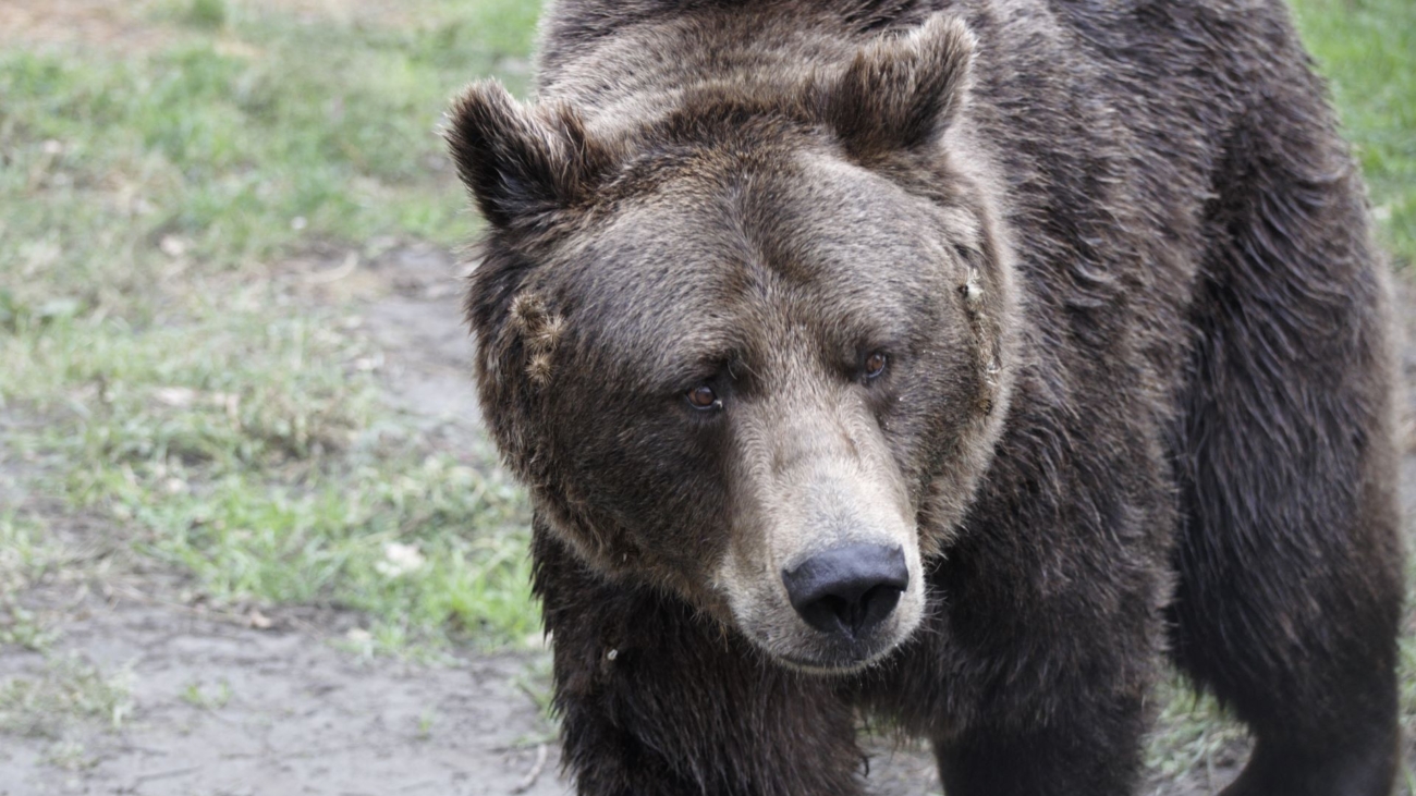Medvede sa už prebúdzajú. V Demänovskej Doline došlo k tragédii