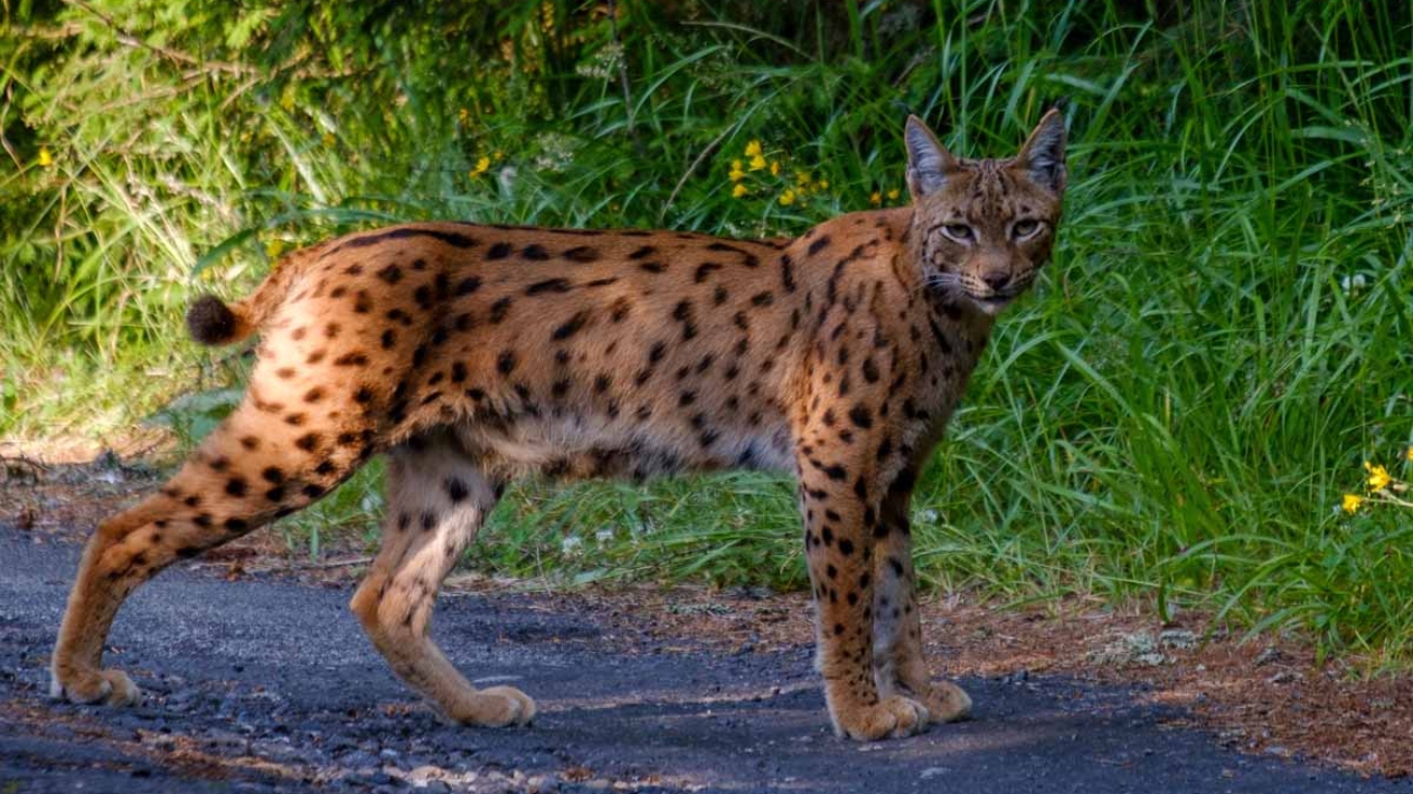 Dospelý rys neprežil zrážku s autom