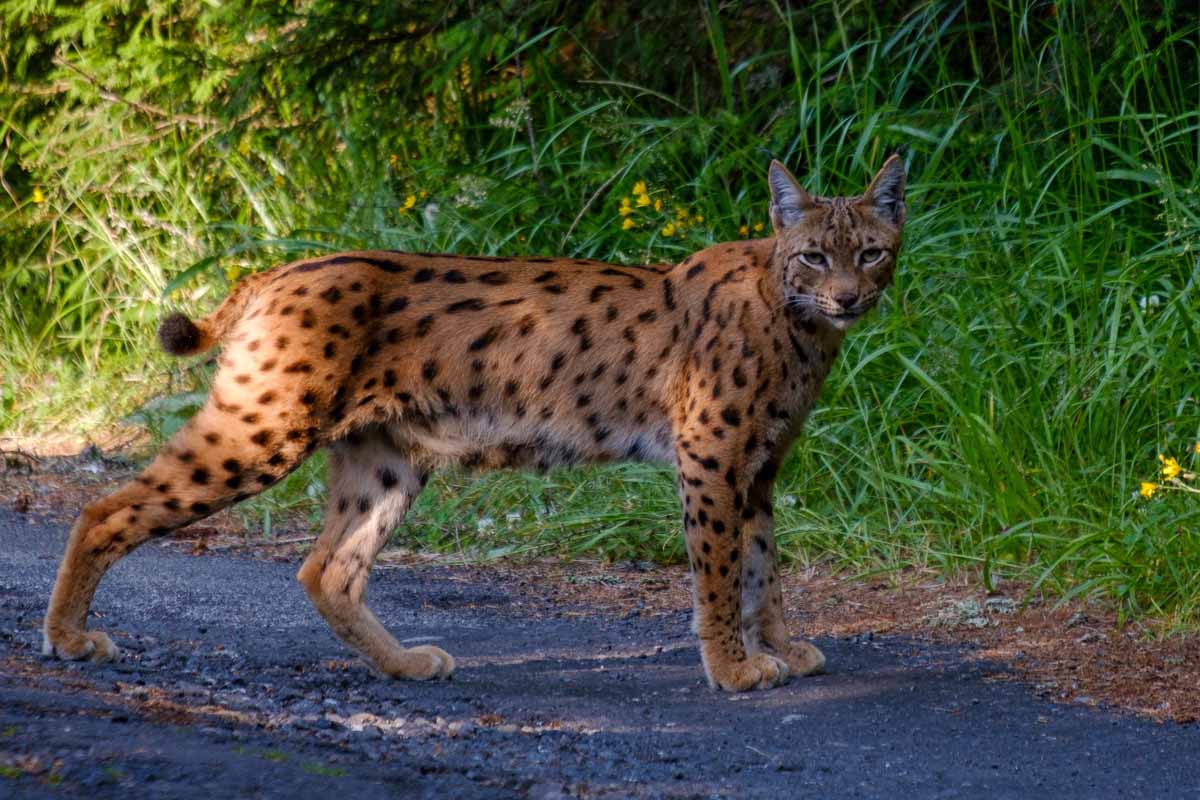 Dospelý rys neprežil zrážku s autom