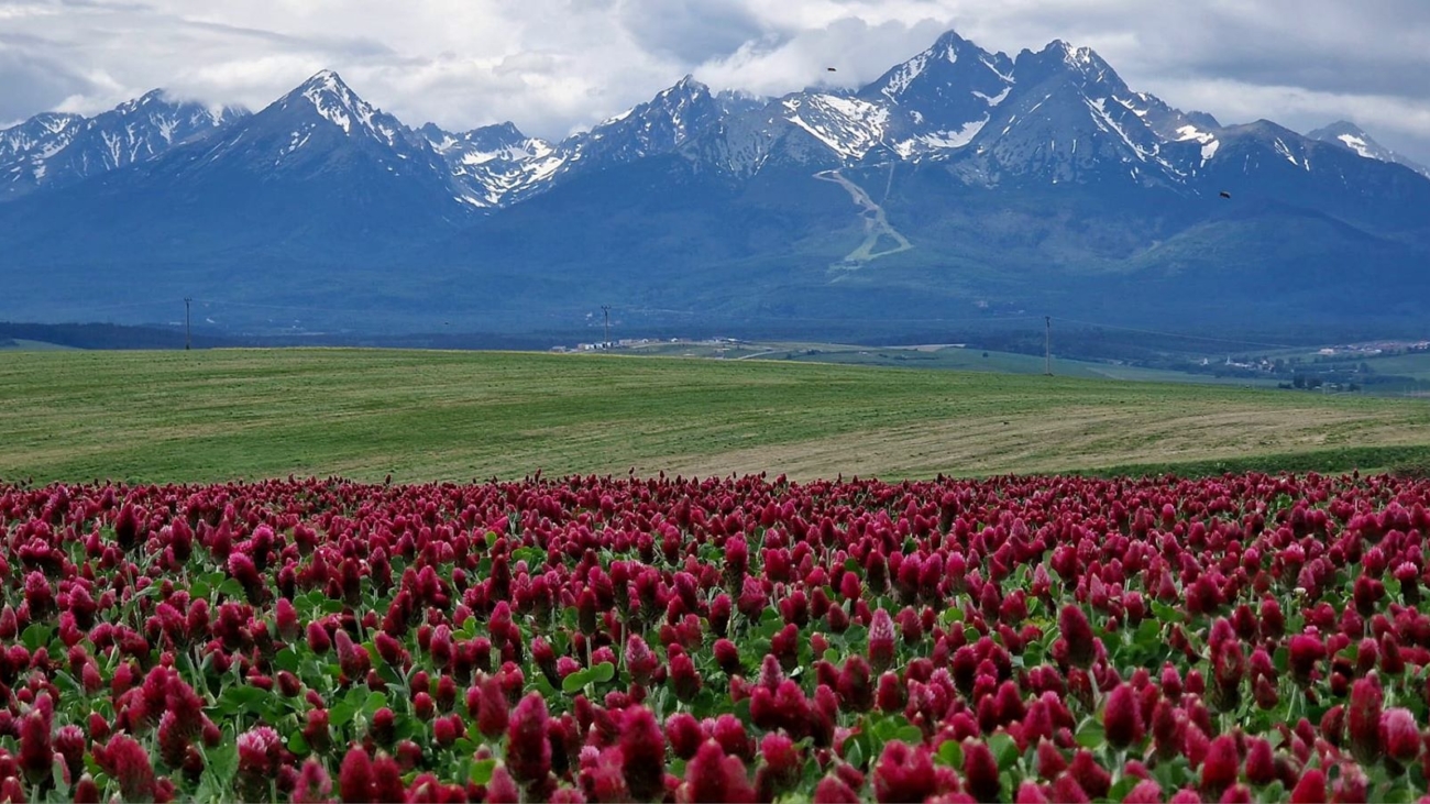 Jarný tatranský fotoúlovok