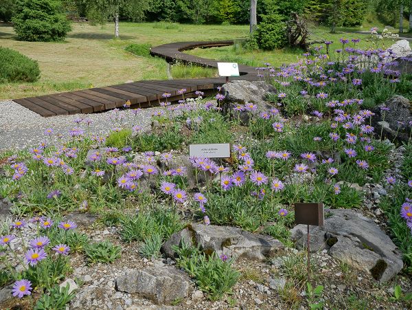 Lokalita botanickej záhrady s astrou alpínskou