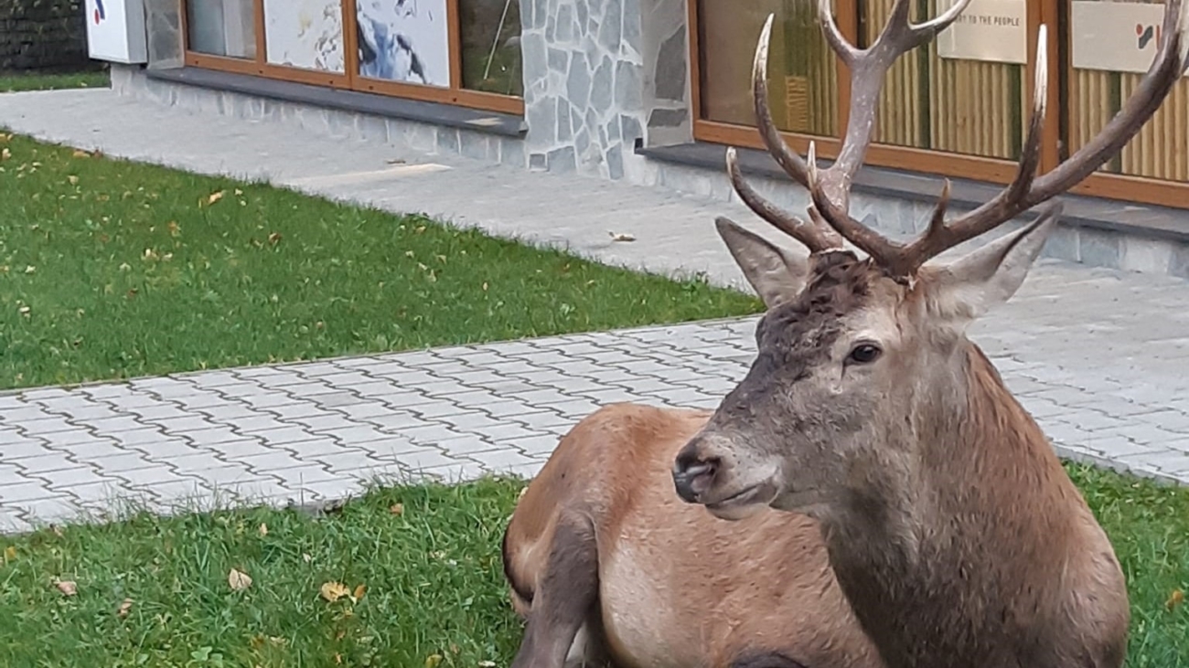 Divé zvieratá v tatranských osadách nie sú ničím výnimočným