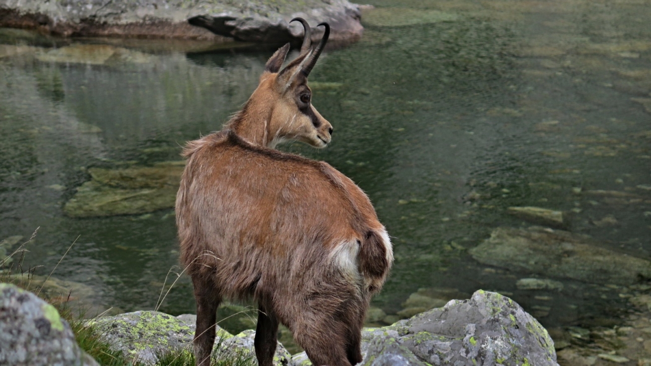 Jarné sčítanie kamzíkov bude v Tatrách skôr ako v minulom roku