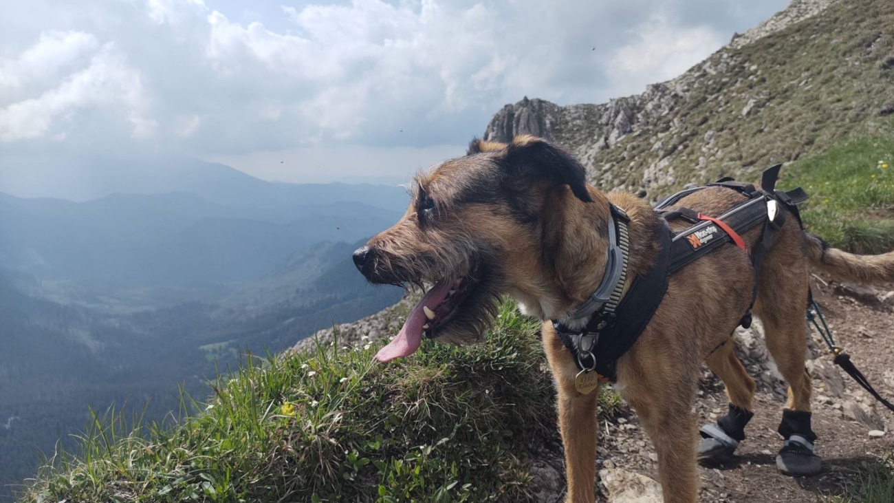 Na tatranských chodníkoch pribúda nový druh turistov - psy