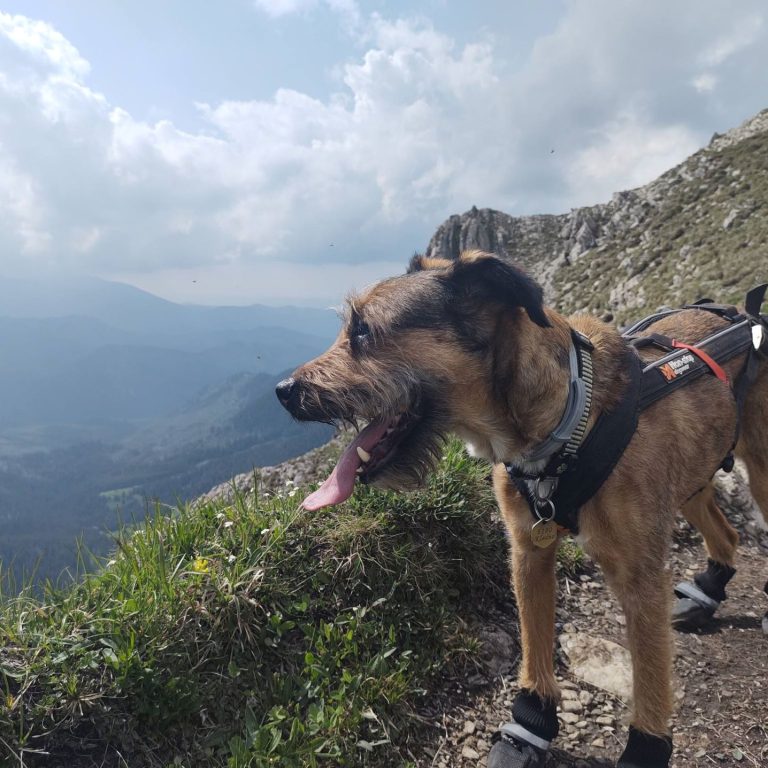 Na tatranských chodníkoch pribúda nový druh turistov - psy