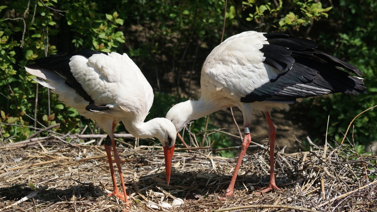 Na Slovensku sa pripravuje sčítanie bocianov