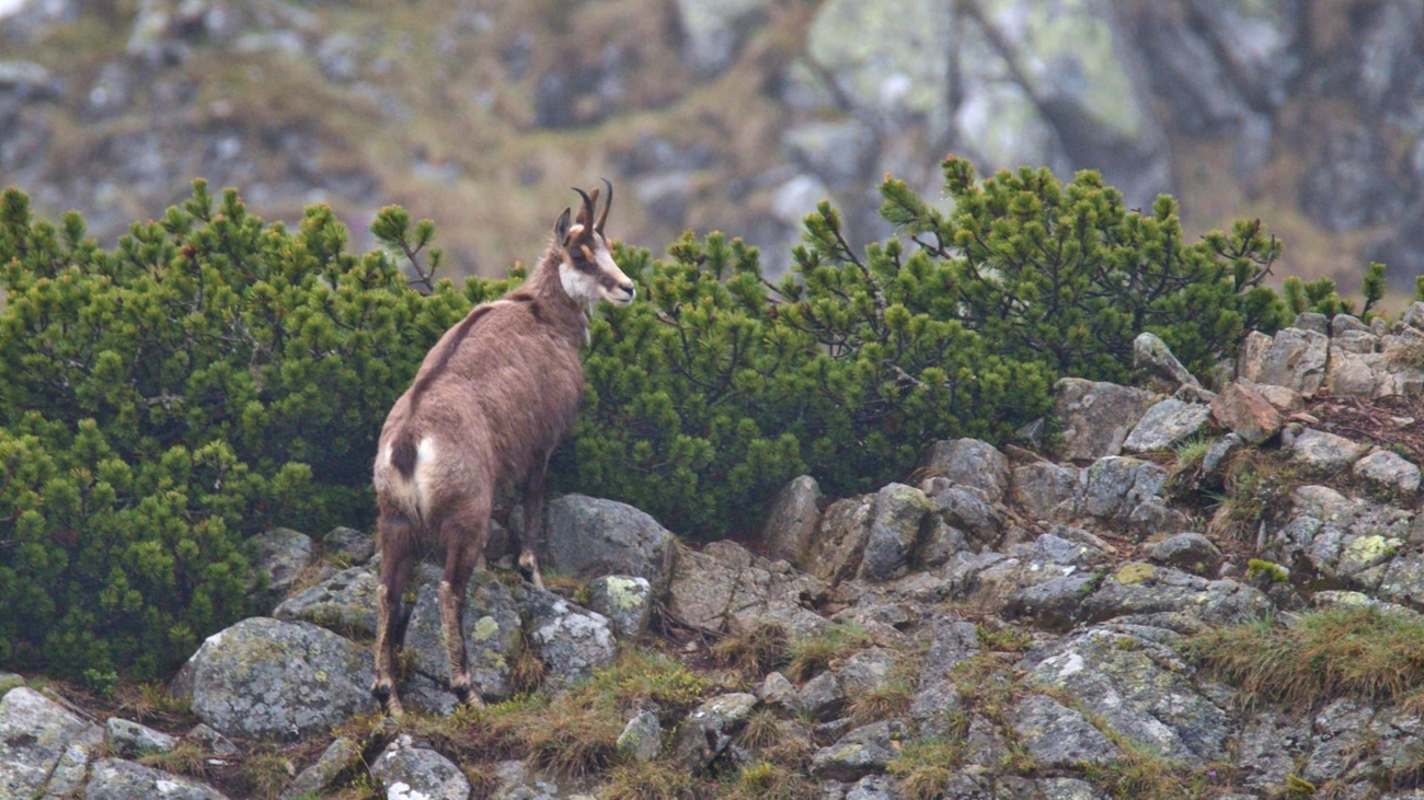 Počet kamzíkov v Tatrách neprekročil tisícku