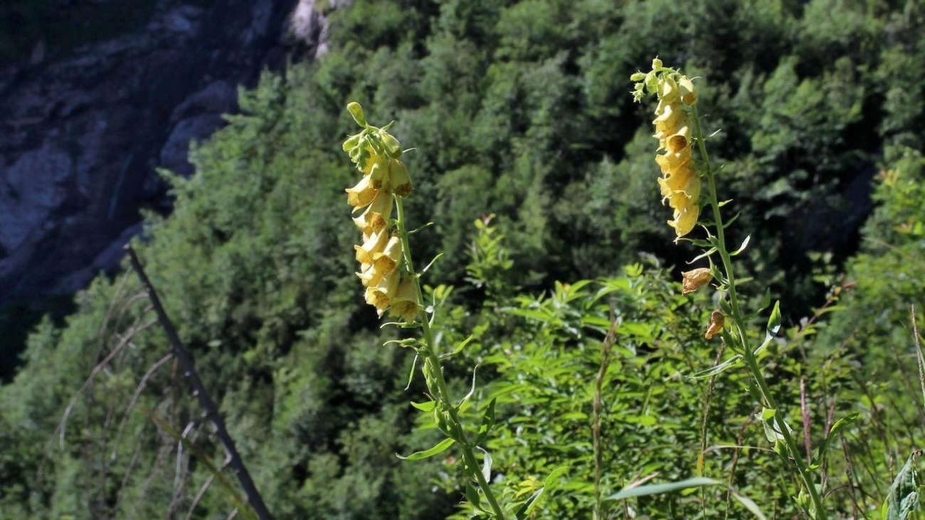 Náprstník veľkokvetý v Monkovej doline