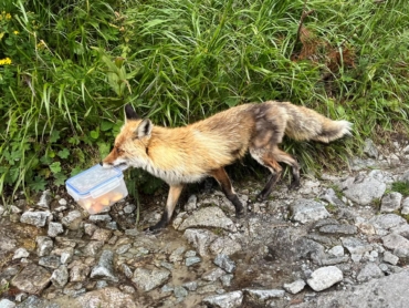 Prikrmovanie líšok sa nám môže vypomstiť