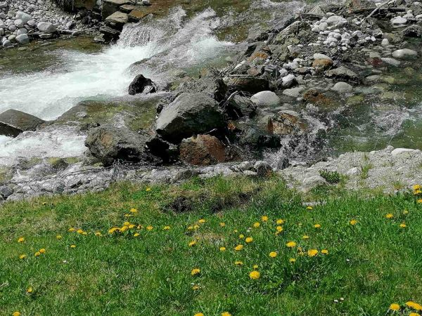 Aj vďaka zarybňovaniu sú tatranské bystriny živé