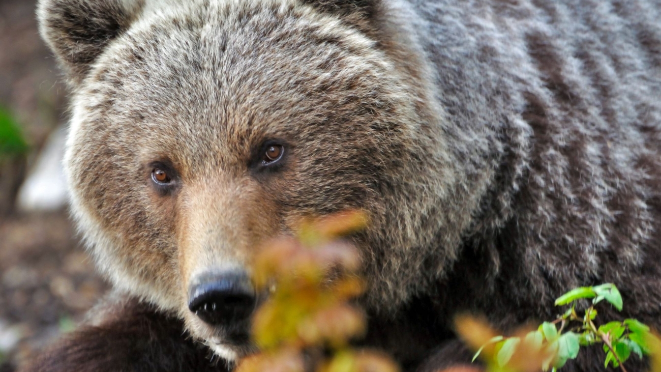 V Bobroveckej doline na výskyt medveďov upozorňuje tabuľa