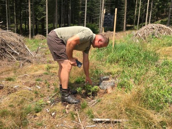 Každú sadeničku v hore treba skontrolovať, či sa ujala a či sa zdravo vyvíja