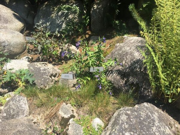 Horec luskáčovitý, jedna z mála rastliniek v botanickej záhrade, ktorá kvitne ešte aj v auguste