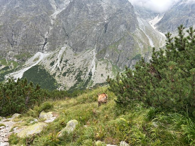 Urobiť takúto fotografiu sa bežnému turistovi nepodarí každý deň