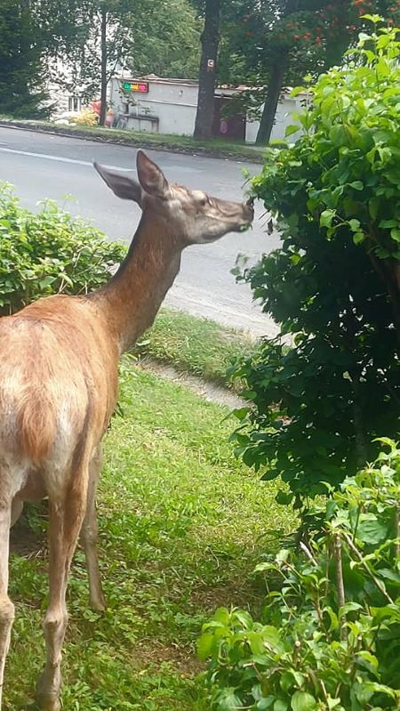 Zvieratá si zvykli na ľahko prístupnú potravu