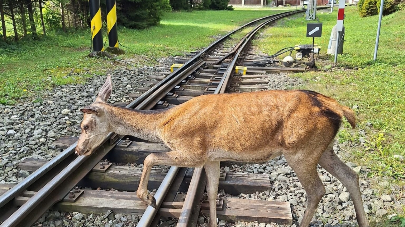 Na stanici v Tatranskej Lomnici