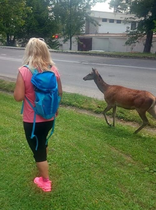 Divé zvieratá stratili plachosť. Prítomnosť ľudí im neprekáža