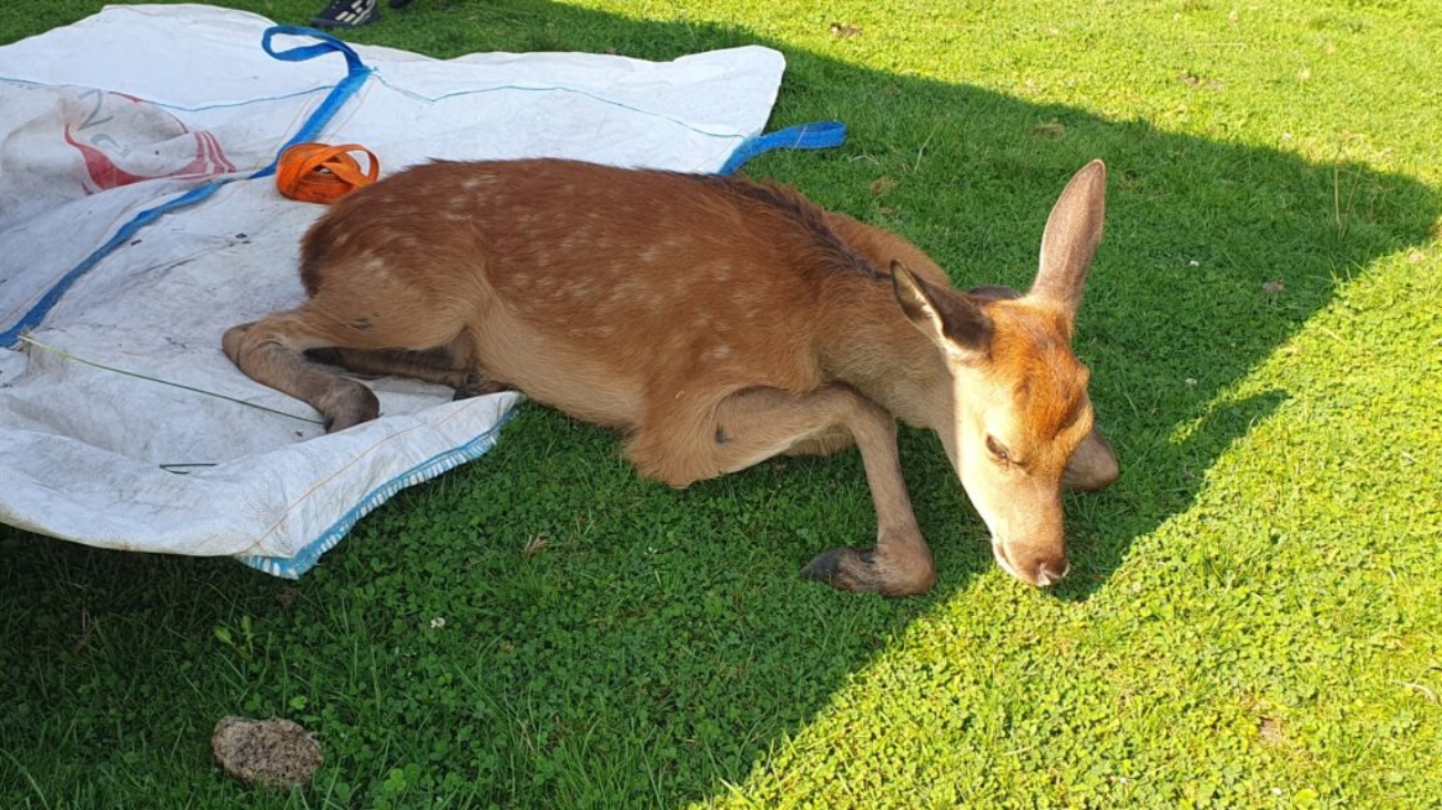 Dve jelenice a jelenča odchytili v Tatranskej Lomnici