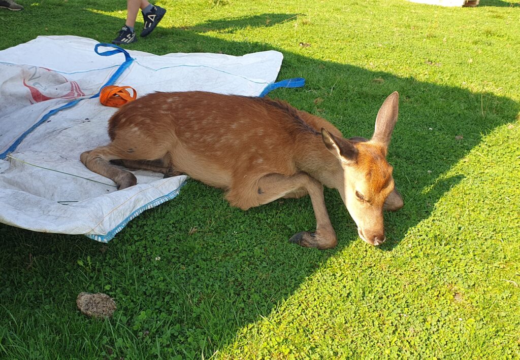 Dve jelenice a jelenča odchytili v Tatranskej Lomnici
