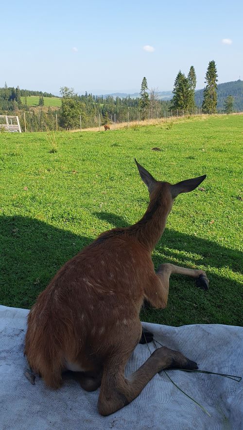 Prebúdzanie v novom revíri
