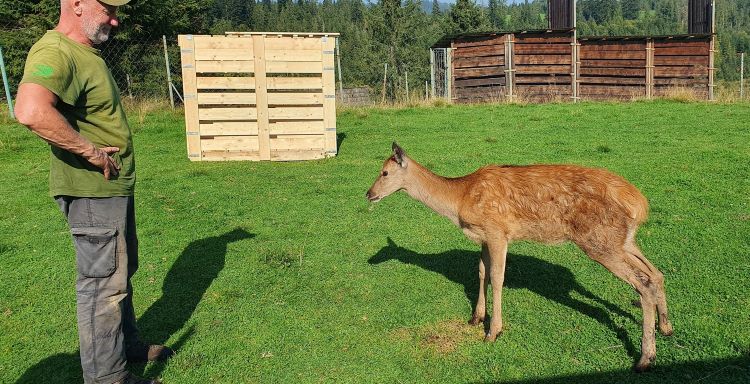 Na spoločnosť jeleňov si počkajú v aklimatizačnej časti zvernice