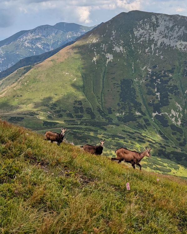 Počas výstupu na Bystrú môžete vidieť aj takéto obrázky