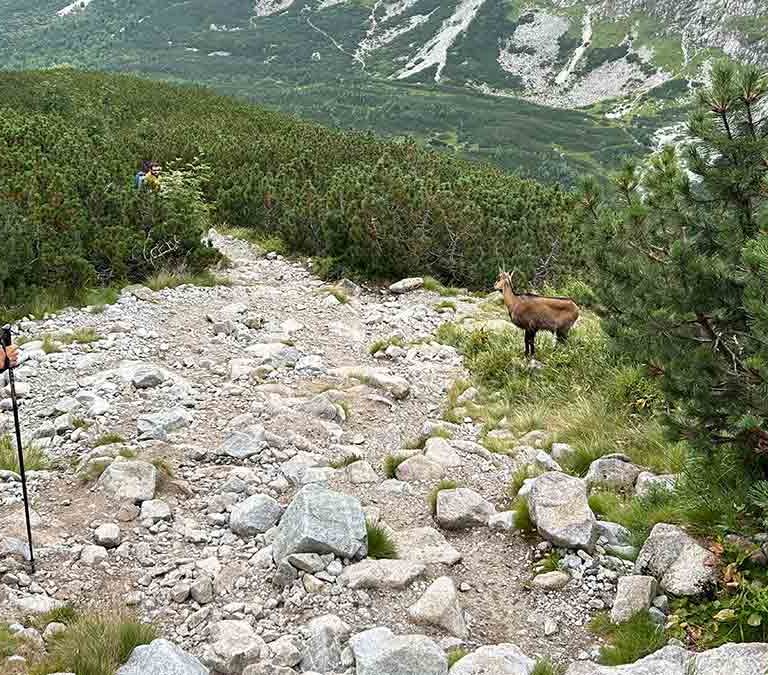 Momentka, aká sa pritrafí hádam iba cestou na Jahňací štít