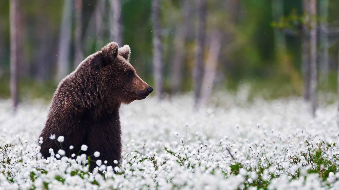 Ľudia môžu využiť nonstop linku na nahlasovanie pohybu medveďov
