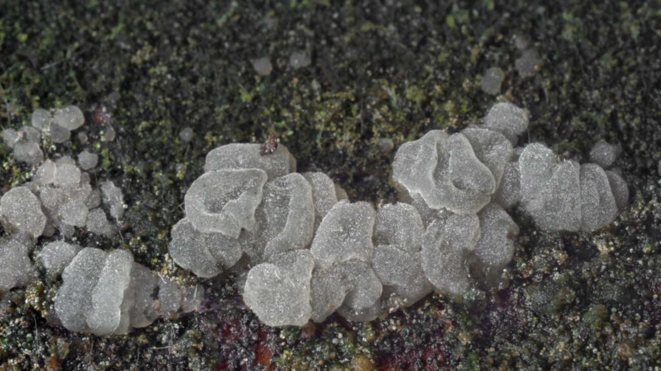Nová huba -Cerinomyces-tatrensis