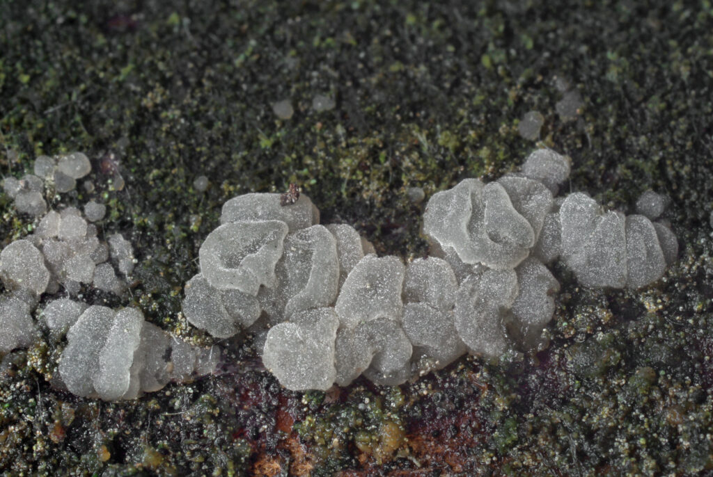 Nová huba -Cerinomyces-tatrensis