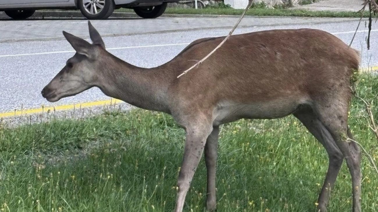 Nemajú strach z ľudí, ich blízkosť im ponúka potrebu i bezpečie