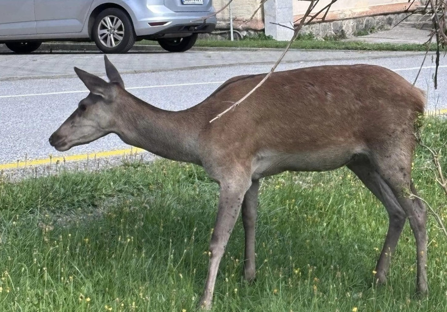 Nemajú strach z ľudí, ich blízkosť im ponúka potrebu i bezpečie