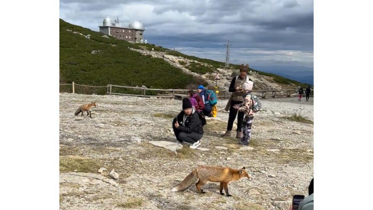 Líšky na Skalnatom plese v kontakte s turistami. Foto: Monika Janigová.