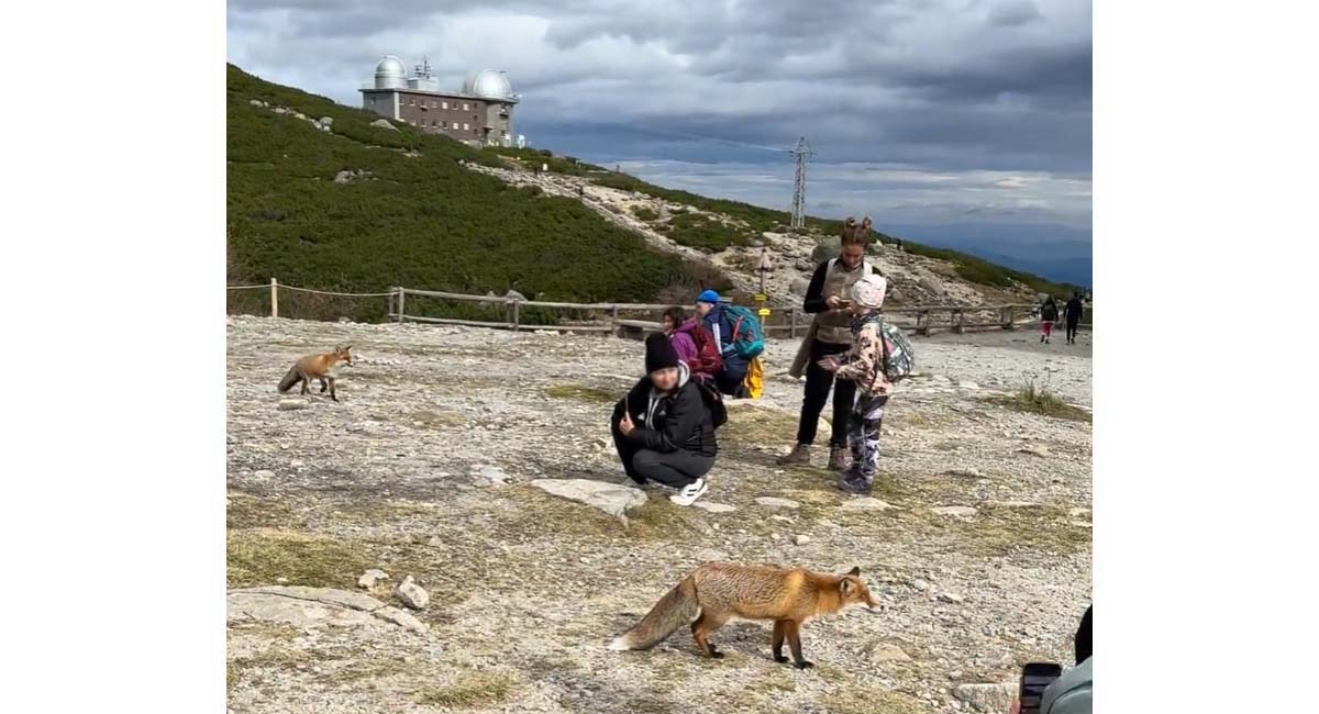 Líšky na Skalnatom plese v kontakte s turistami. Foto: Monika Janigová.
